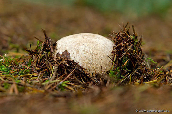 Paddenstoelen, Bart Fotografie-0801