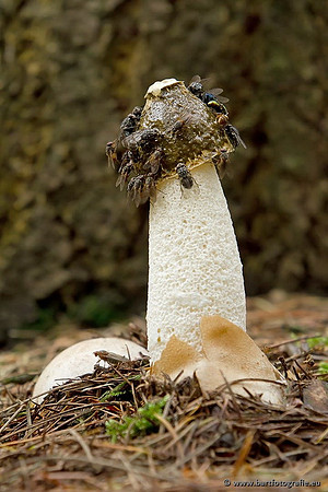 Paddenstoelen, Bart Fotografie-0802
