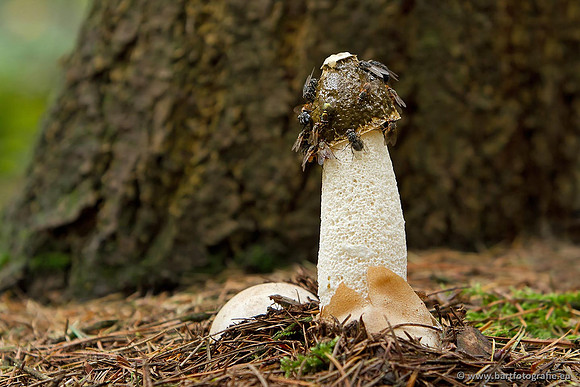 Paddenstoelen, Bart Fotografie-0803