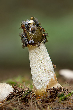 Paddenstoelen, Bart Fotografie-0804