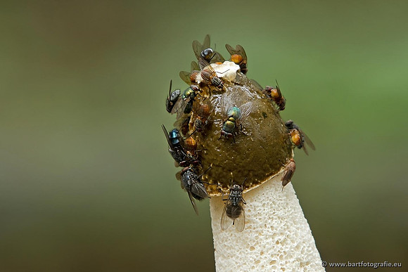 Paddenstoelen, Bart Fotografie-0805