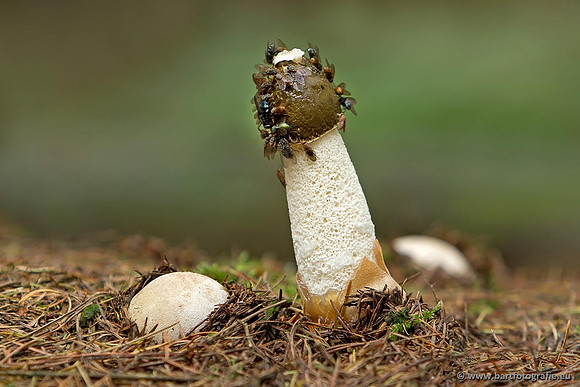 Paddenstoelen, Bart Fotografie-0806