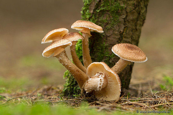 Paddenstoelen, Bart Fotografie-0807