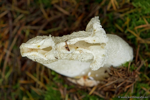 Paddenstoelen, Bart Fotografie-0808