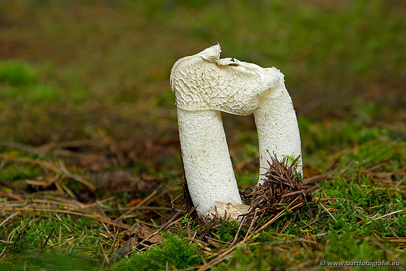 Paddenstoelen, Bart Fotografie-0809