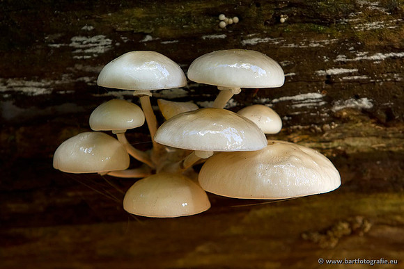 Paddenstoelen, Bart Fotografie-0810