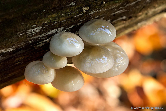Paddenstoelen, Bart Fotografie-0811