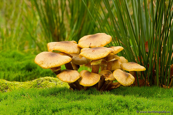 Paddenstoelen, Bart Fotografie-0812