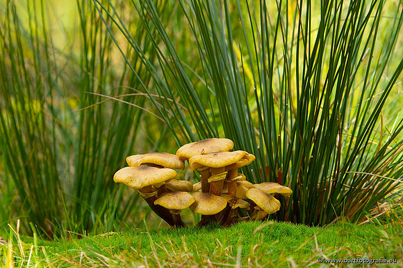 Paddenstoelen, Bart Fotografie-0813