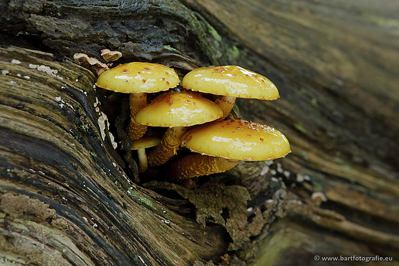 Paddenstoelen, Bart Fotografie-0814