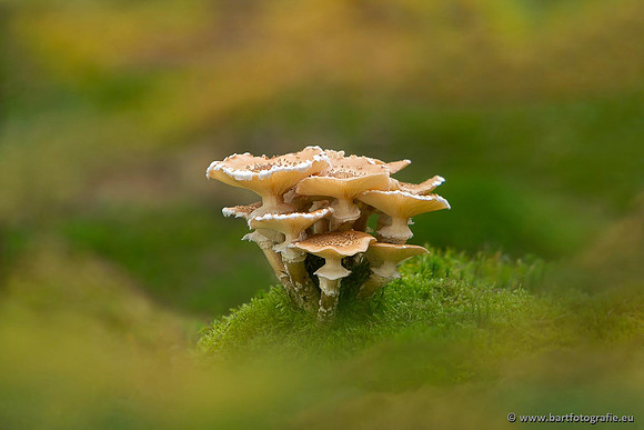 Paddenstoelen, Bart Fotografie-0816