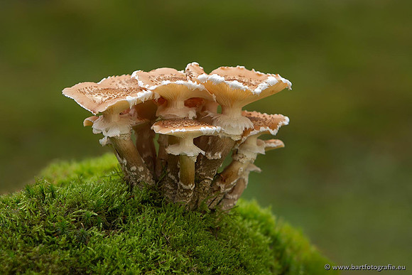 Paddenstoelen, Bart Fotografie-0817