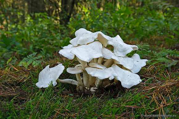 Paddenstoelen, Bart Fotografie-0818