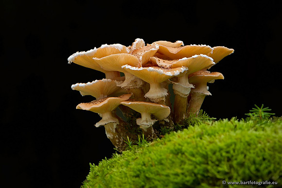 Paddenstoelen, Bart Fotografie-0819