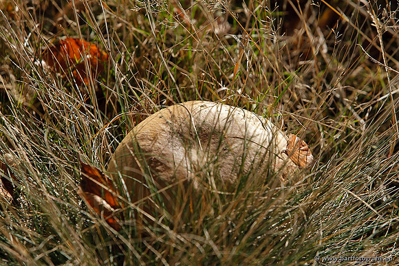 Paddenstoelen, Bart Fotografie-0820