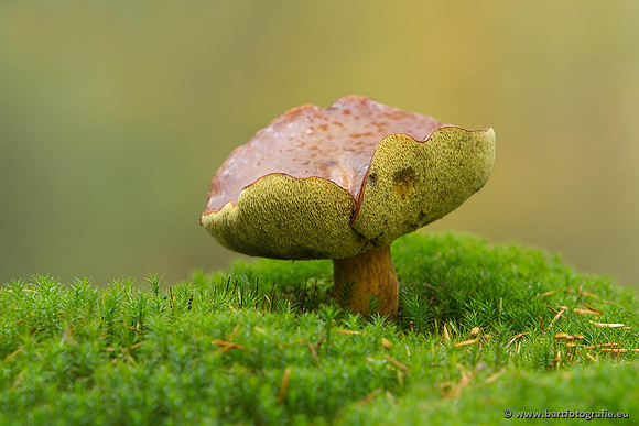 Paddenstoelen, Bart Fotografie-0821