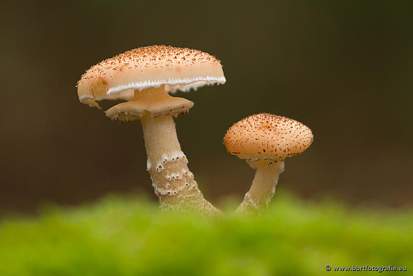 Paddenstoelen, Bart Fotografie-0822
