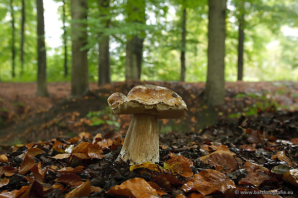 Paddenstoelen, Bart Fotografie-0823