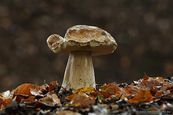 Paddenstoelen, Bart Fotografie-0824