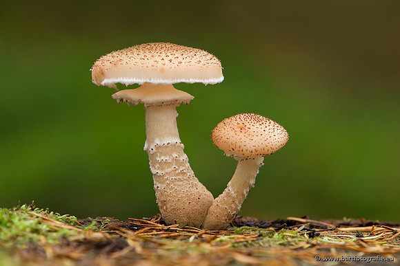 Paddenstoelen, Bart Fotografie-0825