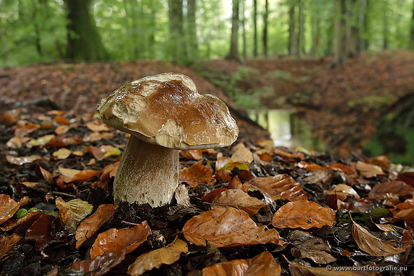 Paddenstoelen, Bart Fotografie-0826