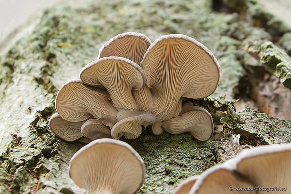 Paddenstoelen, Bart Fotografie-0827