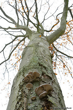Paddenstoelen, Bart Fotografie-0828