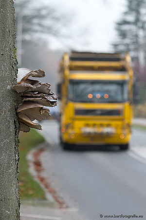 Paddenstoelen, Bart Fotografie-0829