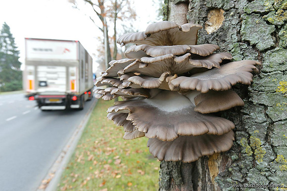 Paddenstoelen, Bart Fotografie-0830
