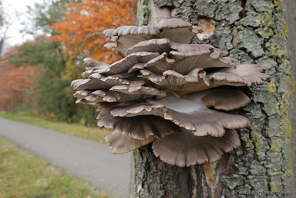 Paddenstoelen, Bart Fotografie-0832