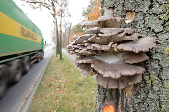 Paddenstoelen, Bart Fotografie-0831