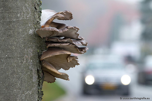 Paddenstoelen, Bart Fotografie-0833