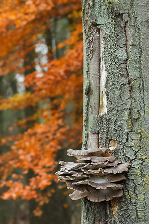 Paddenstoelen, Bart Fotografie-0834