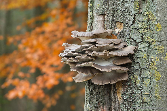 Paddenstoelen, Bart Fotografie-0835