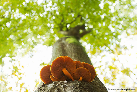 Paddenstoelen, Bart Fotografie-0836