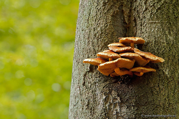 Paddenstoelen, Bart Fotografie-0837
