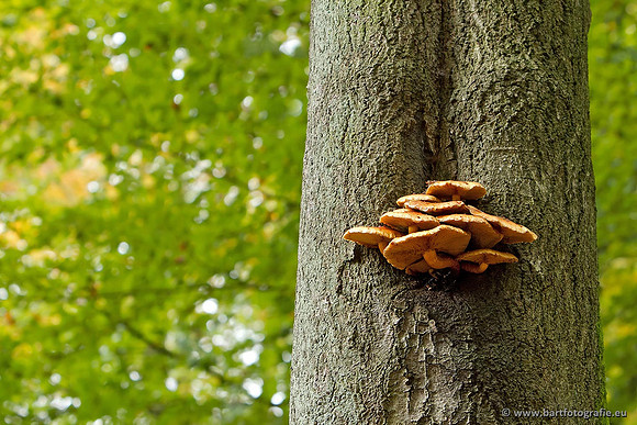 Paddenstoelen, Bart Fotografie-0838