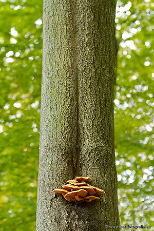 Paddenstoelen, Bart Fotografie-0839