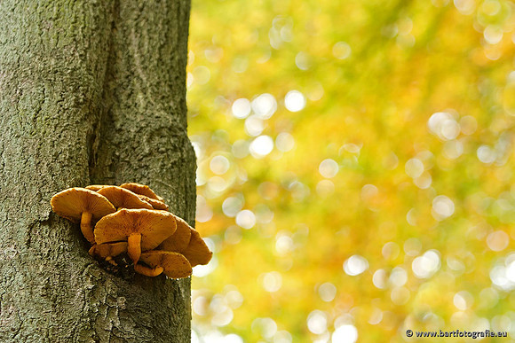 Paddenstoelen, Bart Fotografie-0840