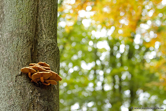 Paddenstoelen, Bart Fotografie-0841