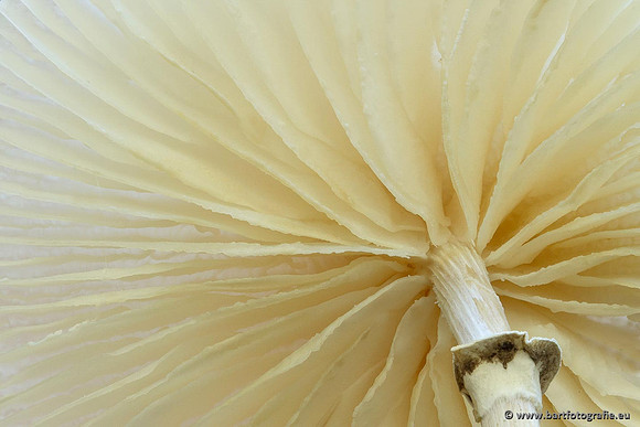 Paddenstoelen, Bart Fotografie-0842