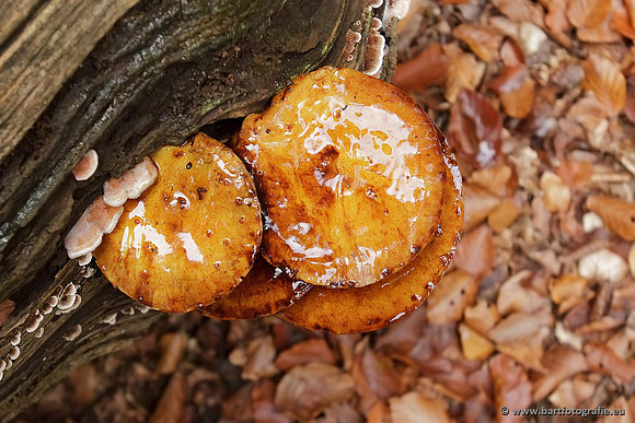 Paddenstoelen, Bart Fotografie-0843