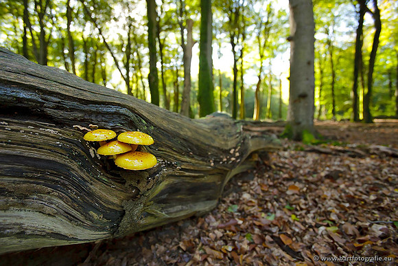 Paddenstoelen, Bart Fotografie-0844