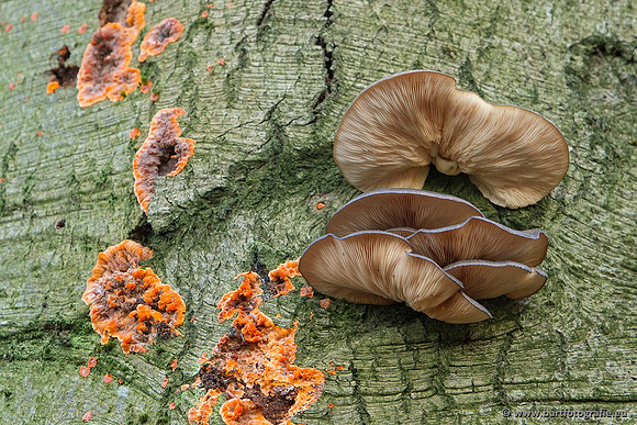 Paddenstoelen, Bart Fotografie-0845