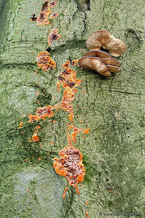 Paddenstoelen, Bart Fotografie-0846
