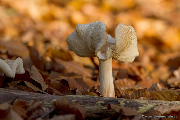 Paddenstoelen, Bart Fotografie-0847