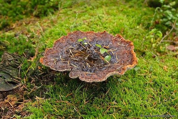 Paddenstoelen, Bart Fotografie-0848
