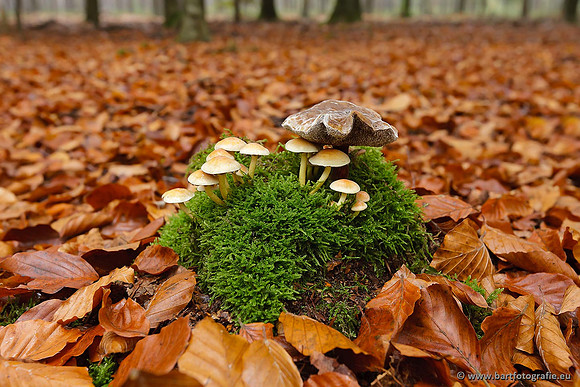 Paddenstoelen, Bart Fotografie-0849