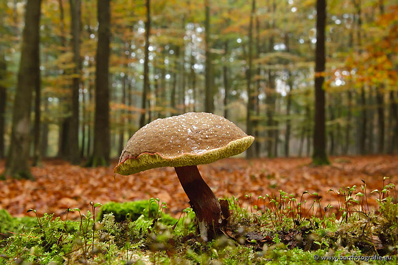 Paddenstoelen, Bart Fotografie-0851