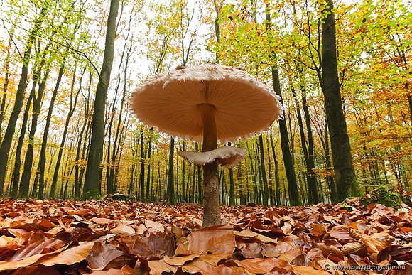 Paddenstoelen, Bart Fotografie-0852